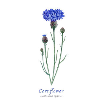 Blue cornflower flower with bud and leaves watercolor illustration. Hand drawn centaurea cyanus meadow wildflower vintage style botanical illustration. Bachelor's button plant on white background