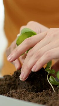 Vertical video: Lifting plug, hands planting seedlings in planter by window, orange top for growth
