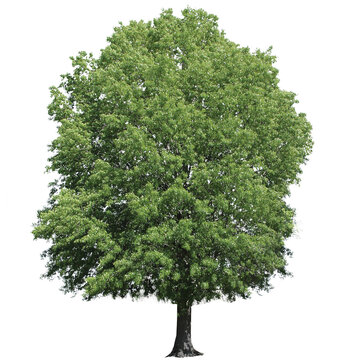 Red Oak, Quercus rubra, PNG 