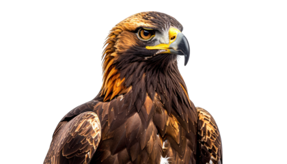 A close-up portrait of a majestic raptor with striking eyes against a black backdrop