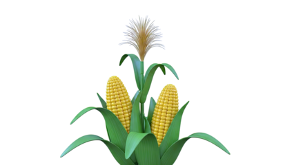 Two Corn Cobs on a Stalk with Green Leaves