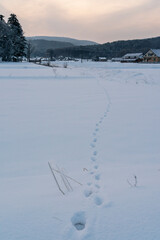 雪上の野生動物の足跡