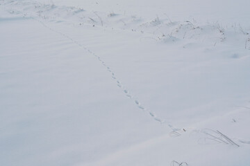 雪上の野生動物の足跡
