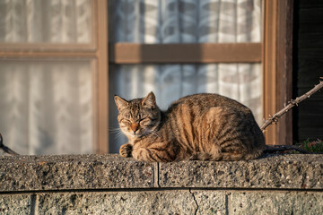 塀の上の猫