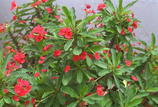 Euphorbia milii - Crown-of-Thorns
