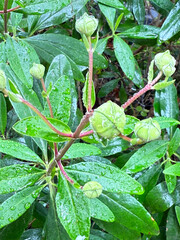 Pacific Rhododendron leaves and buds after the rain