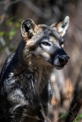 Obraz premium Close-up portrait of a wild gray wolf with an alert expression in its natural forest habitat. Detailed fur texture and natural lighting highlight the strength, calmness, and instinct of a wild predato