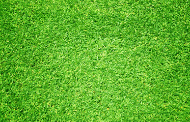Obraz premium Green grass background