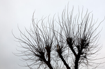 Silhouettes of pollarded, leafless trees against a pale winter sky, forming a minimalist and abstract natural composition with strong negative space