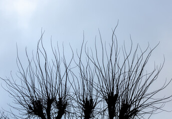 Silhouette of a pollarded tree with bare branches against a pale winter sky, creating a minimalist and abstract nature scene with strong negative space