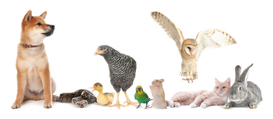 Group of different animals on white background. Poster design for veterinary or pet shop