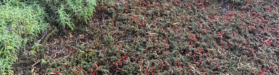 Ground cover plants with red berries