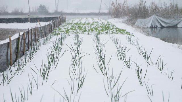 Winter Countryside Farm Snow Landscape with Crop Protection