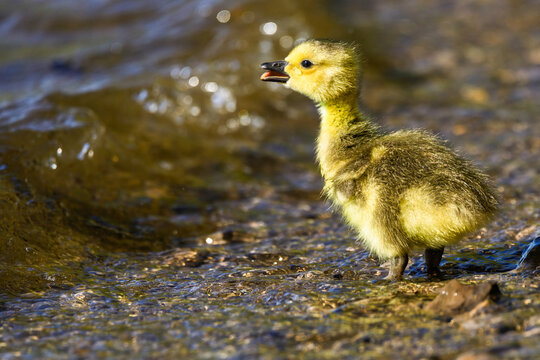 A tiny, fluffy Canada goose gosling waddles along a sandy beach near the water's edge, beautifully backlit by the golden sunlight. A close-up shot capturing new life in nature