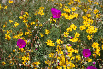 Purple blossoms over a bed of yellow flowers