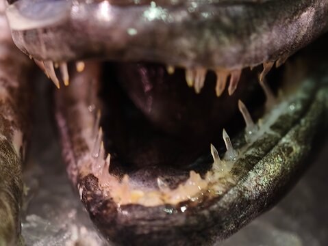 predator fish with jagged teeth, closeup of predatory fish revealing menacing mouth and torn scales
