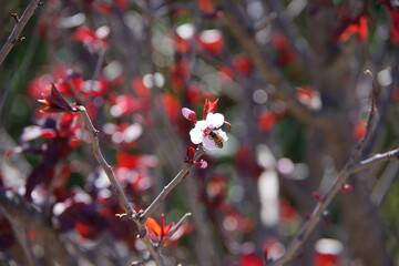 Pollen searching bee on a plum tree blossom in spring