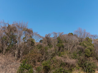 枯木が広がる冬の山