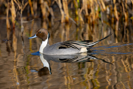 Male Northern pintail,  seen in a North California pond