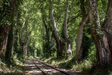 Fototapeta premium Overgrown Railroad Tracks Through Forest Tunnel with Sunlight Filtering Through Green Leaves and Spotted Tree Trunks Casting Shadows Creating a Serene Nature Atmosphere