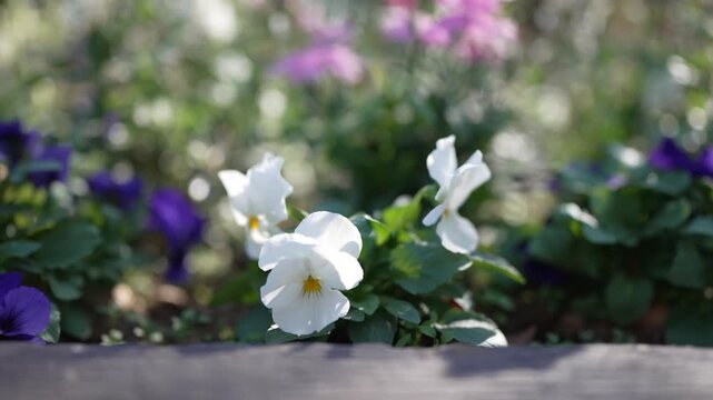 パンジー　花