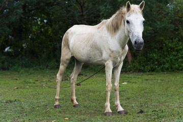 Fototapeta premium Graceful White Mare Standing Tied on Green Lawn