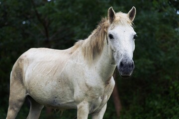 Obraz premium Light Cream Horse Standing Calmly in Shaded Greenery