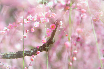 早春、京都の神社やお寺の境内や庭園では、梅の花が満開になります