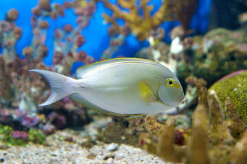 Vibrant side view of a silver Surgeonfish with yellow accents swimming in a tropical coral reef aquarium. Marine life photography featuring colorful corals and a blue underwater background scene.