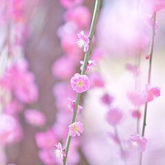 早春、京都の神社やお寺の境内や庭園では、梅の花が満開になります