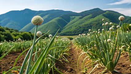 Garlic plantation farmland