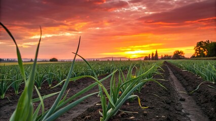 Garlic plantation farmland