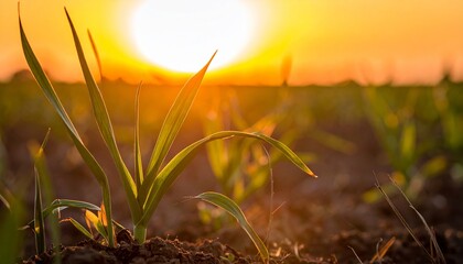 Garlic plantation farmland