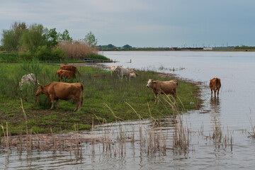 Grazing cows on the banks of the Poldnevnaya River in the Volga Delta on a sunny summer day, village of Poldnevoye, Kamizyaksky District, Astrakhan Region, Russia