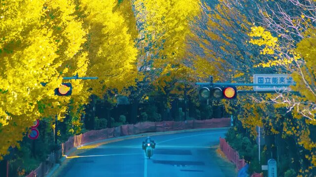 A timelapse of traffic jam at the yellow gingko city street in autumn telephoto shot