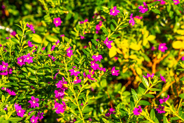 Fototapeta premium Red purple pink plants plant blossom blossoms flowers tropical Thailand.