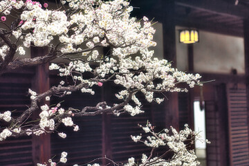 早春、京都の神社やお寺の境内や庭園では、梅の花が満開になります
