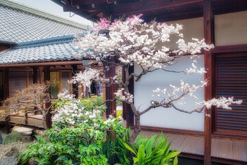 早春、京都の神社やお寺の境内や庭園では、梅の花が満開になります