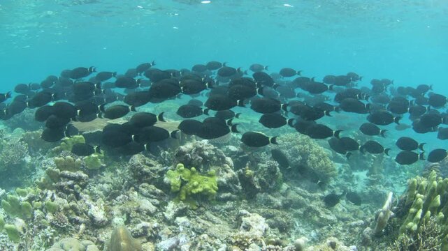A large school of Ringtail surgeonfish, Acathurus blochii, swims over a shallow reef in Raja Ampat. This tropical region harbors amazing marine biodiversity and is a popular destination for divers.