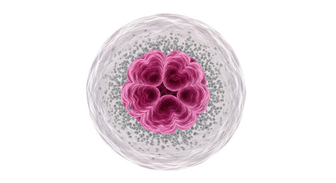 A hyper-detailed 3d rendering of an isolated human neutrophil cell, highlighting the deep magenta multi-lobed nucleus and granular cytoplasm against a transparent background. Concept of human