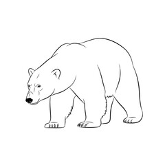 Fototapeta premium Majestic polar bear walking in profile view