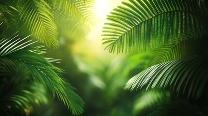 Obraz premium Lush Greenery - A Serene Tropical Forest Scene with Sunlight.