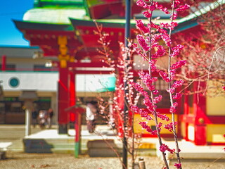 冬の終わりが近づくと神社の境内では梅が咲き始めます
