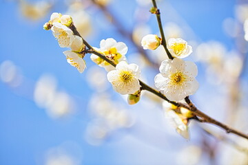 冬の終わりが近づくと神社の境内では梅が咲き始めます