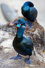 Fototapeta premium Brandts Cormorant close up on La Jolla Cove