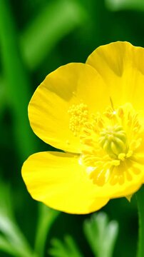 Bright Yellow Buttercup Flower Displaying Unique Symmetry and Captivating Floral Beauty in Macro