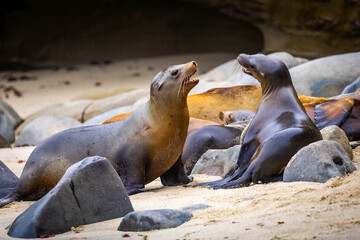 Fototapeta premium Sea lions interacting during breeding at La Jolla Cove