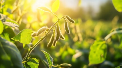 Obraz premium Close-up image of plants with sunlight shining through the leaves