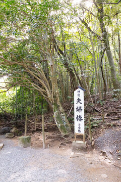 八重垣神社　佐久佐女の森にある夫婦椿　子宝椿