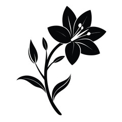 zephyranthes robusta flower silhouette on white background